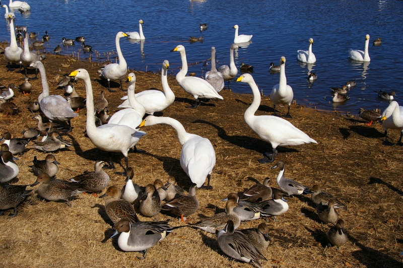 白鳥ツアー 白鳥ツアー