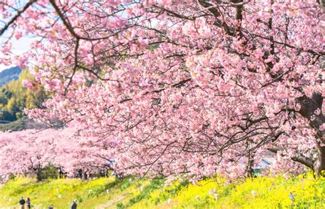春爛漫!お花めぐり無料バスツアー 春爛漫!お花めぐり無料バスツアー