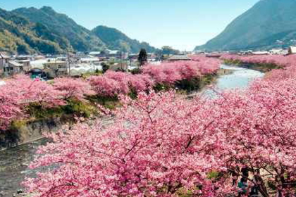 河津桜ツアー 河津桜ツアー