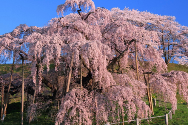 三春の滝桜ツアー 三春の滝桜ツアー