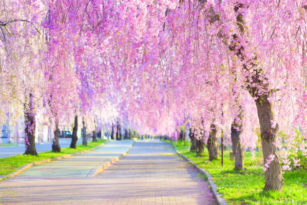 おおるり恒例 さくら三昧ツアー「三春の滝桜」他 おおるり恒例 さくら三昧ツアー「三春の滝桜」他